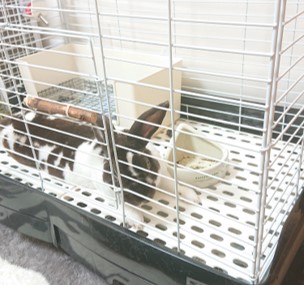 うさぎとの暮らし 間取りレイアウトはどんな感じ 戸建てでの注意点 のちぐらし